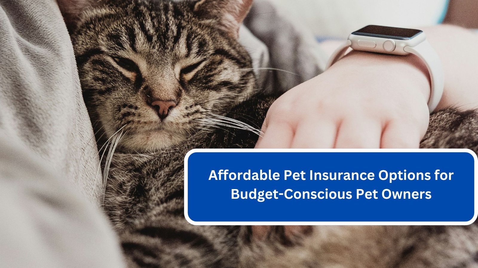 Affordable Pet Insurance Options for Budget-Conscious Pet Owners