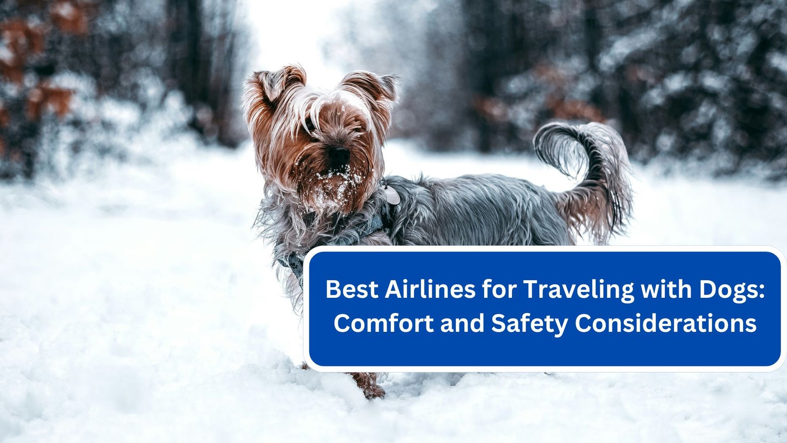 Best Airlines for Traveling with Dogs Comfort and Safety Considerations