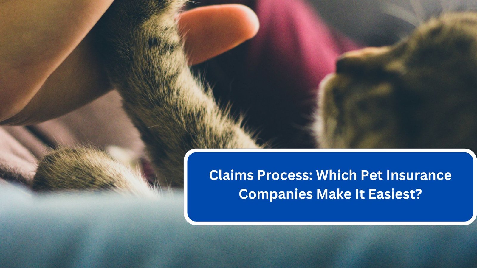 Claims Process Which Pet Insurance Companies Make It Easiest