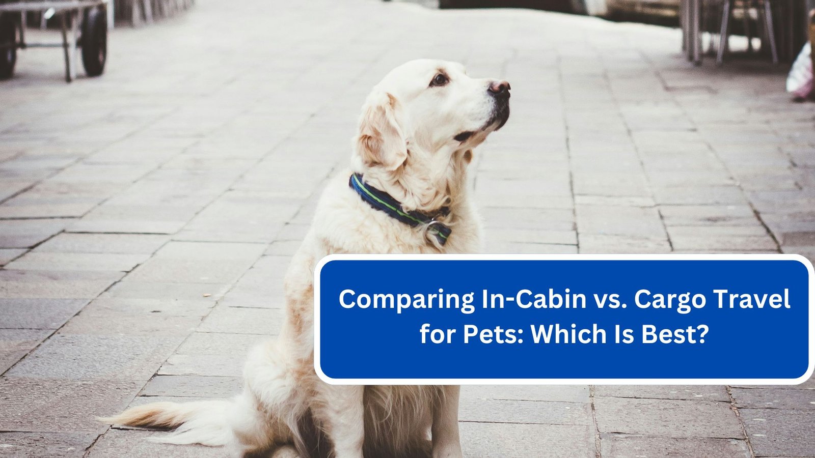 Comparing In-Cabin vs. Cargo Travel for Pets Which Is Best