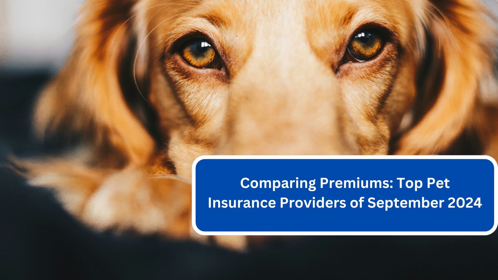 Comparing Premiums Top Pet Insurance Providers of September 2024