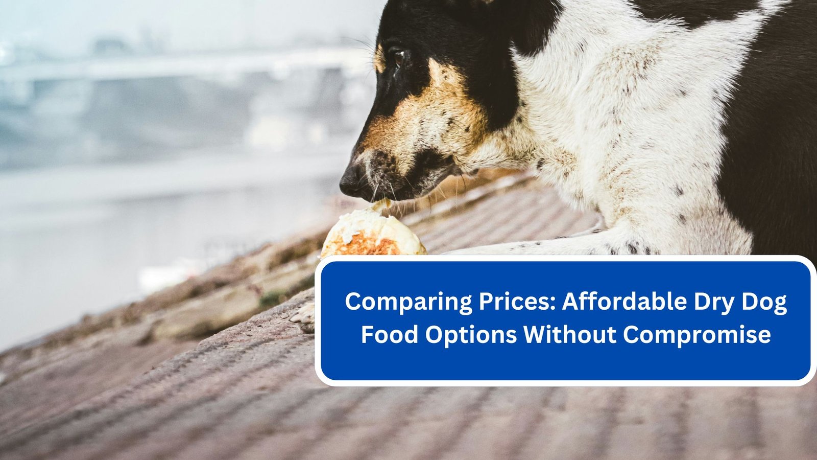 Comparing Prices Affordable Dry Dog Food Options Without Compromise