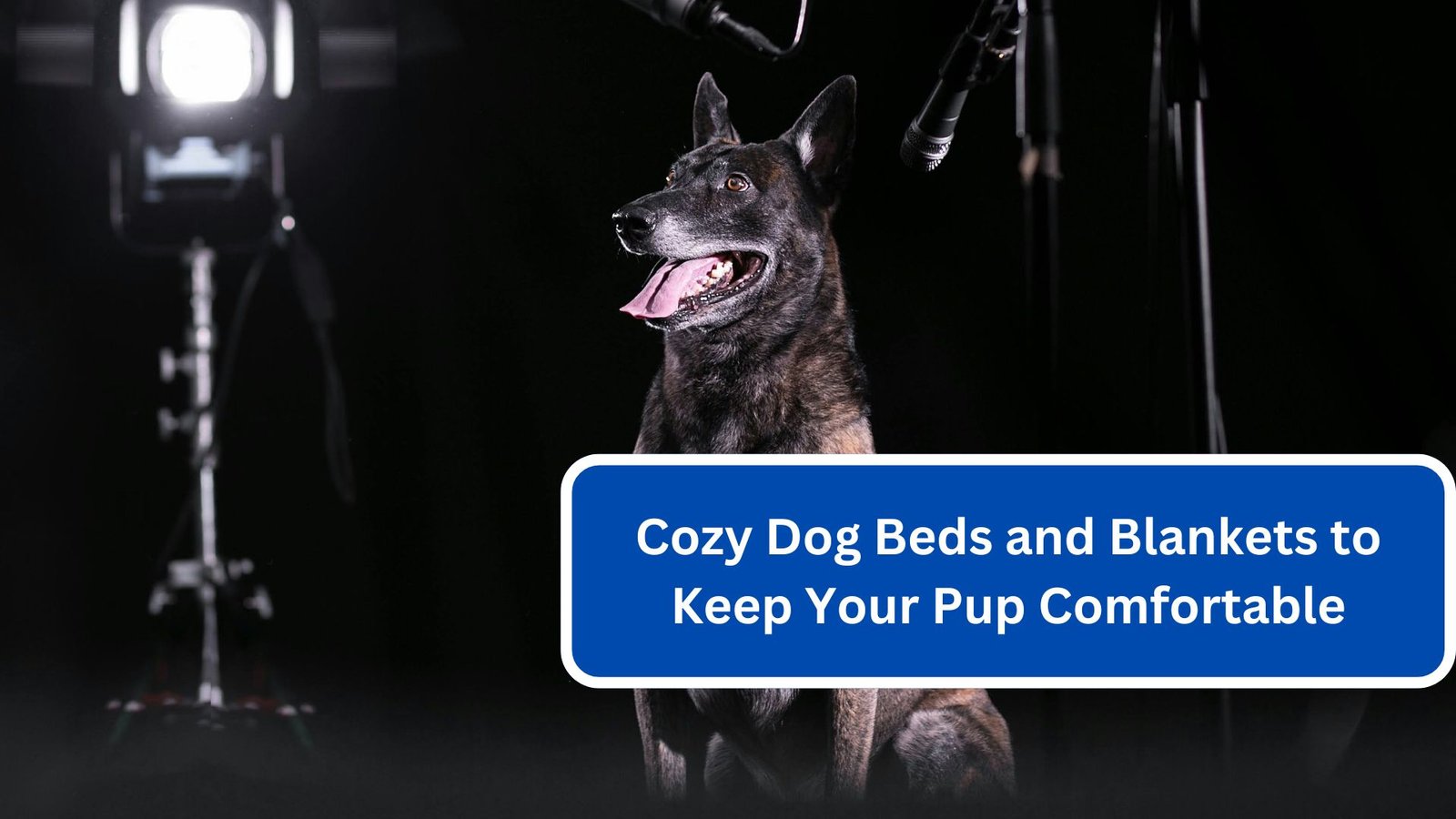 Cozy Dog Beds and Blankets to Keep Your Pup Comfortable