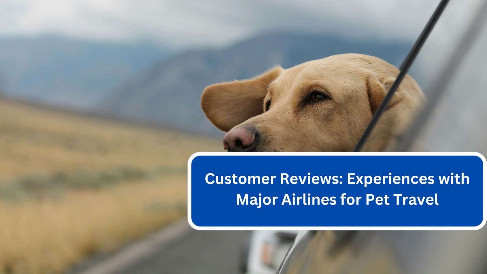 Customer Reviews Experiences with Major Airlines for Pet Travel