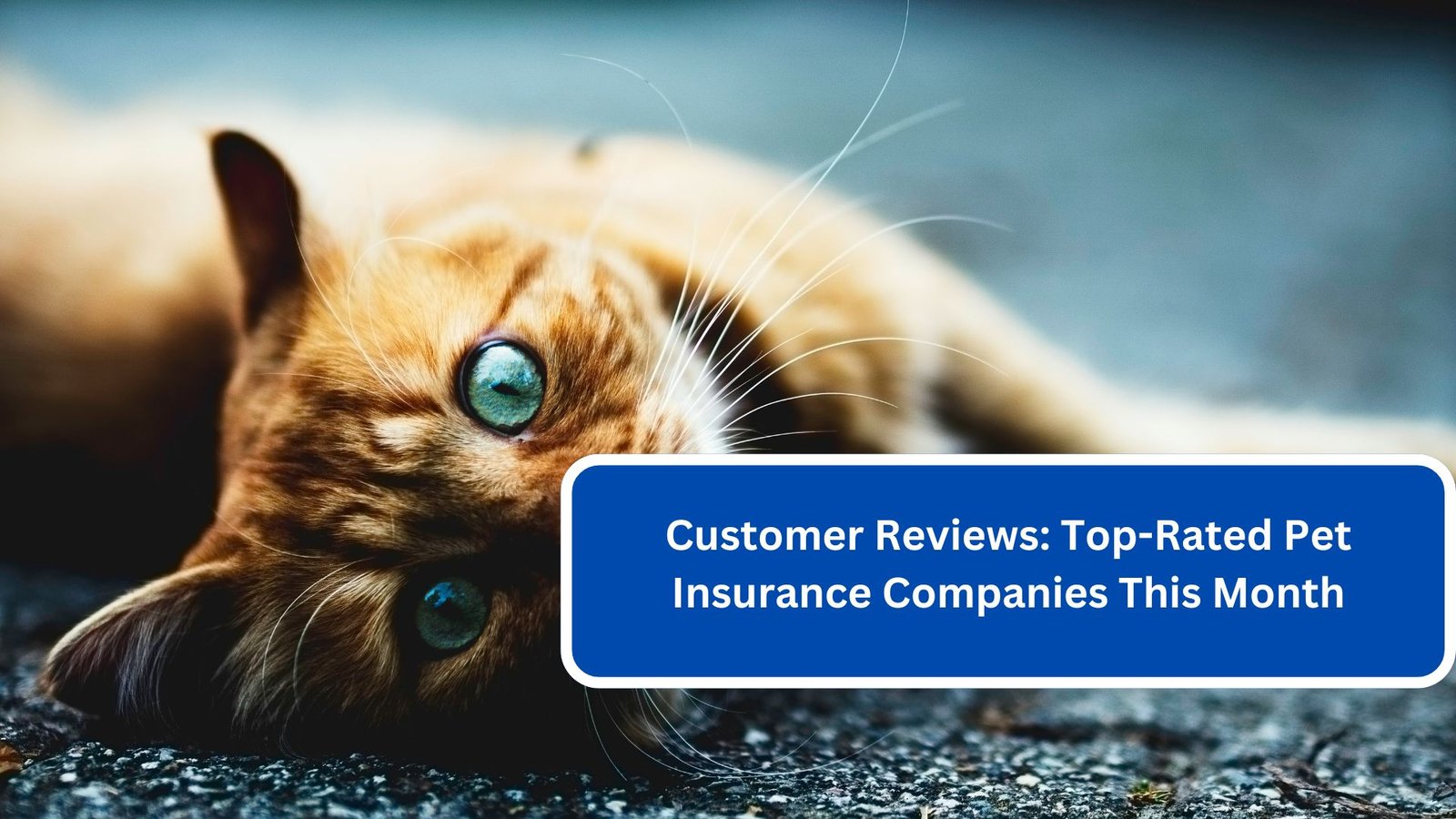 Customer Reviews Top-Rated Pet Insurance Companies This Month