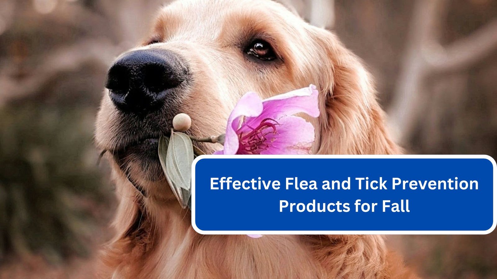 Effective Flea and Tick Prevention Products for Fall