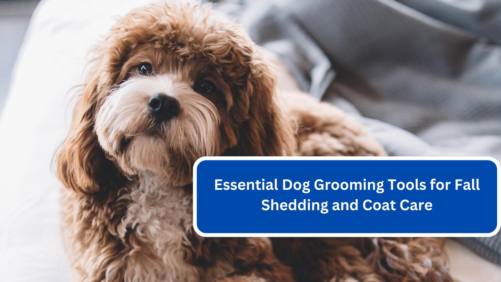 Essential Dog Grooming Tools for Fall Shedding and Coat Care