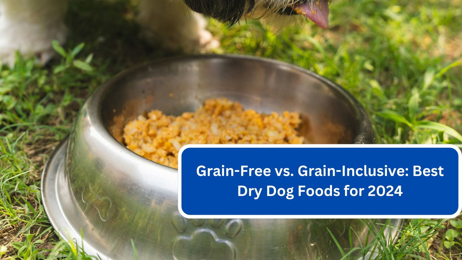 Grain-Free vs. Grain-Inclusive Best Dry Dog Foods for 2024