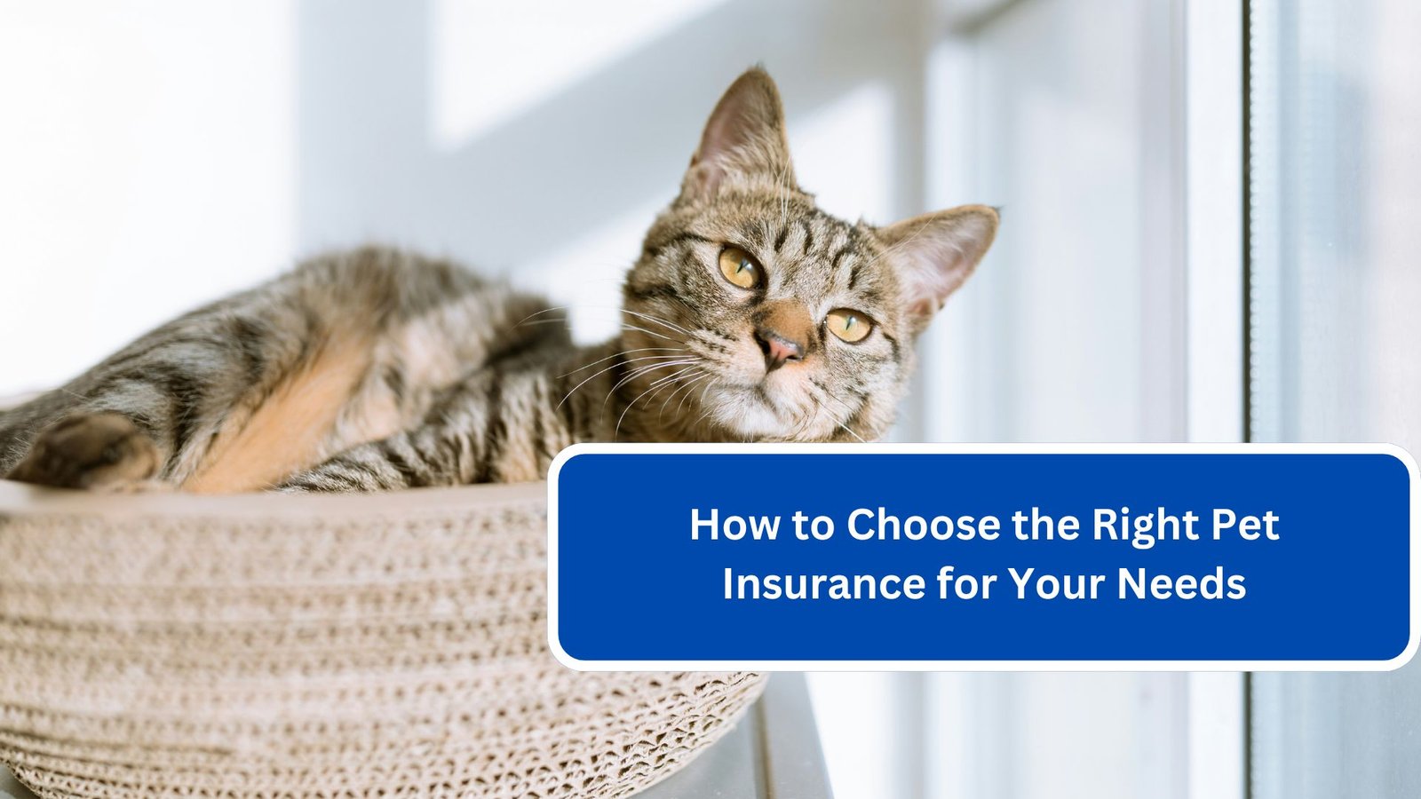 How to Choose the Right Pet Insurance for Your Needs