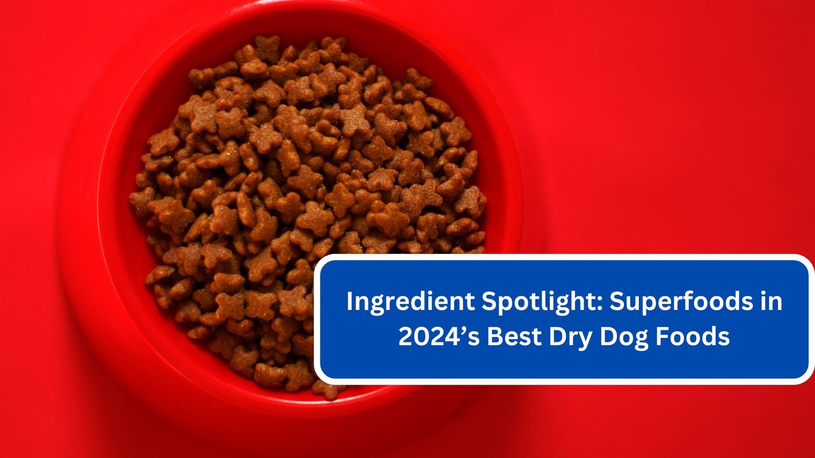 Ingredient Spotlight Superfoods in 2024’s Best Dry Dog Foods