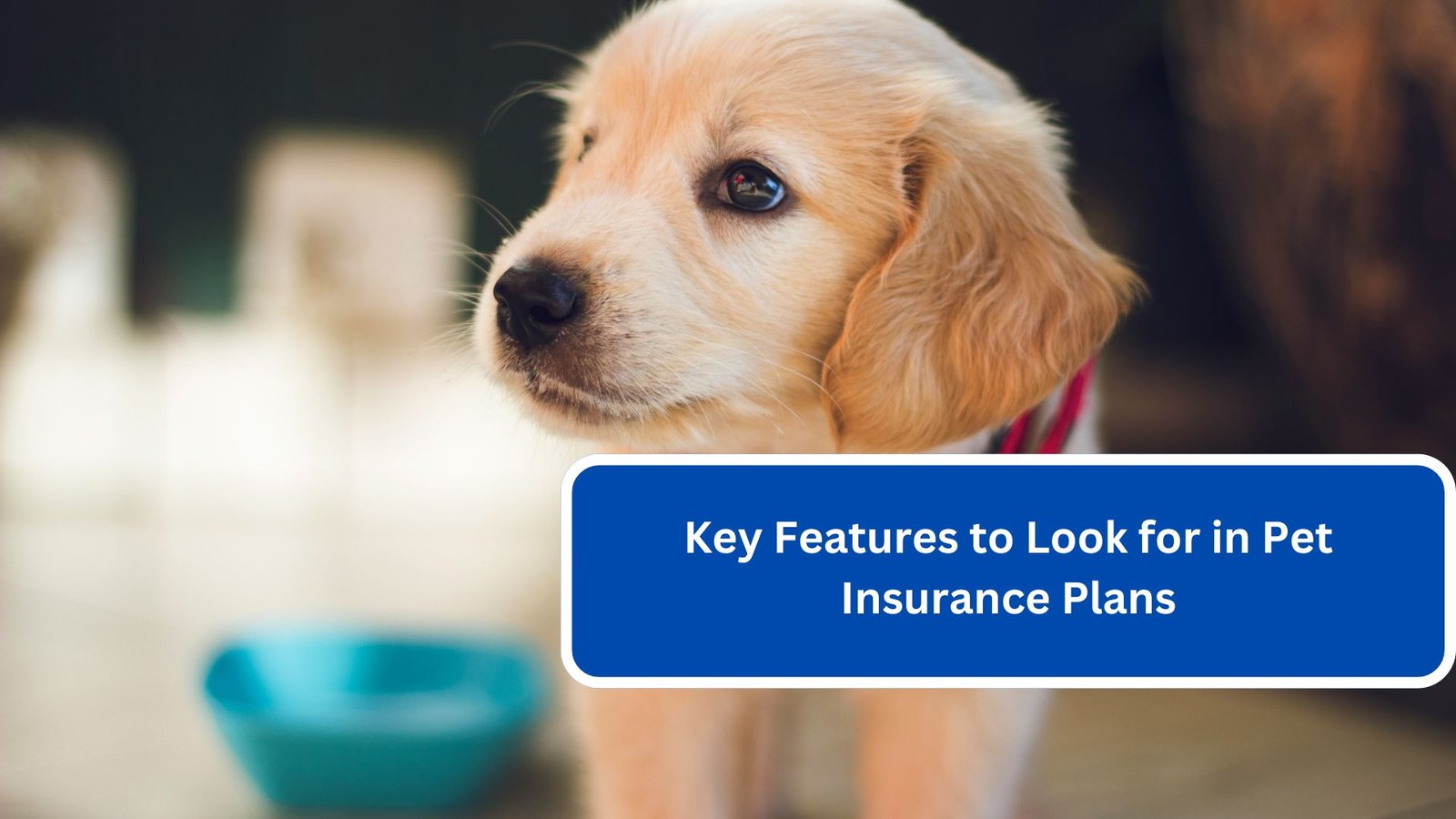 Key Features to Look for in Pet Insurance Plans