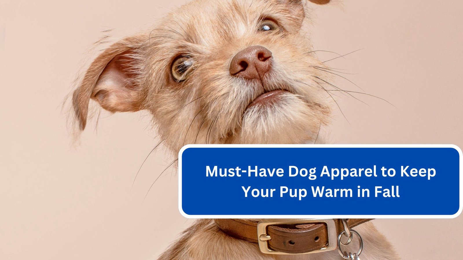 Must-Have Dog Apparel to Keep Your Pup Warm in Fall