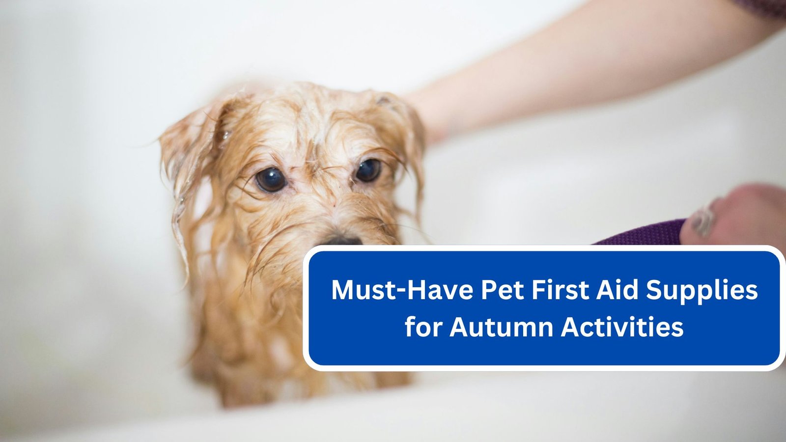 Must-Have Pet First Aid Supplies for Autumn Activities