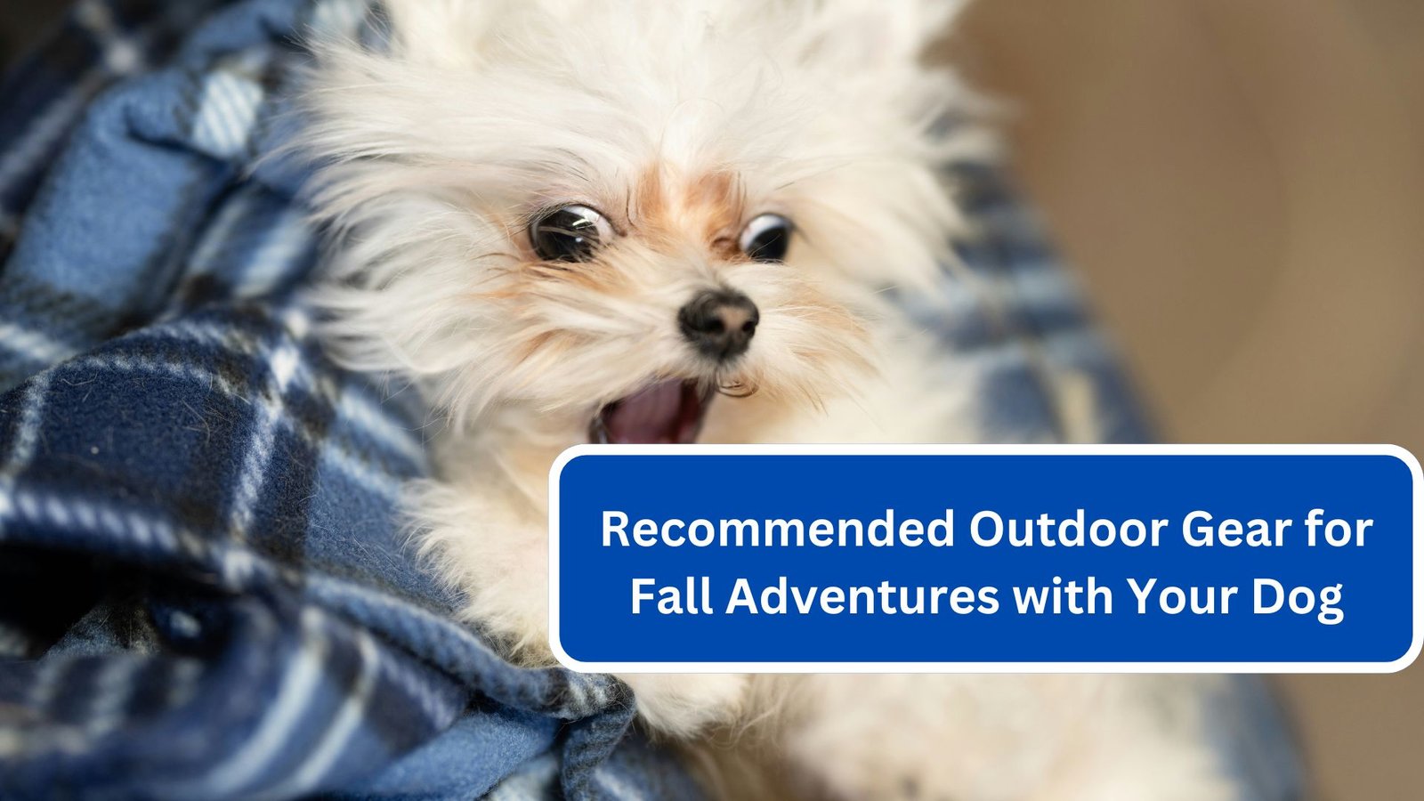 Recommended Outdoor Gear for Fall Adventures with Your Dog