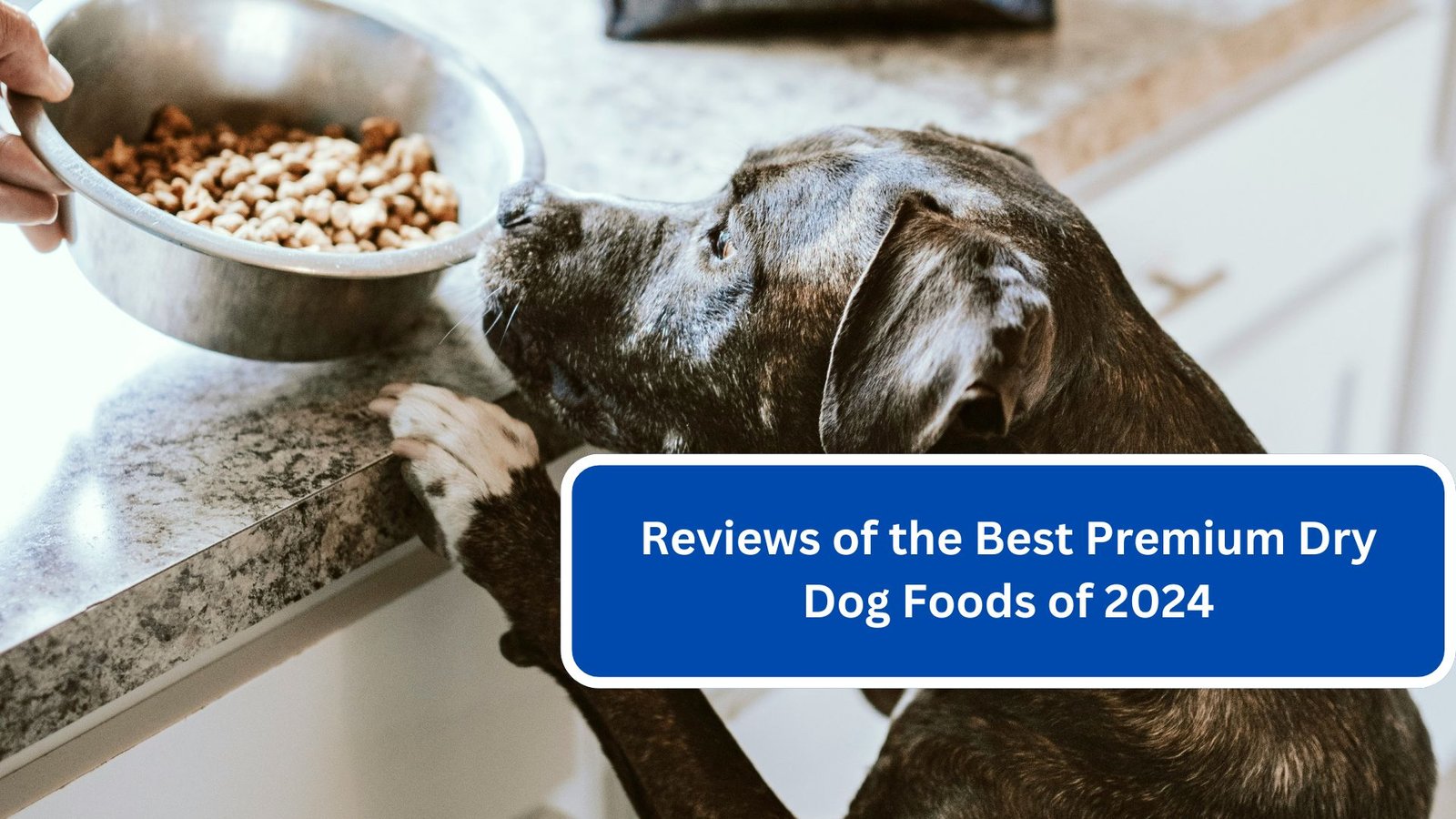 Reviews of the Best Premium Dry Dog Foods of 2024