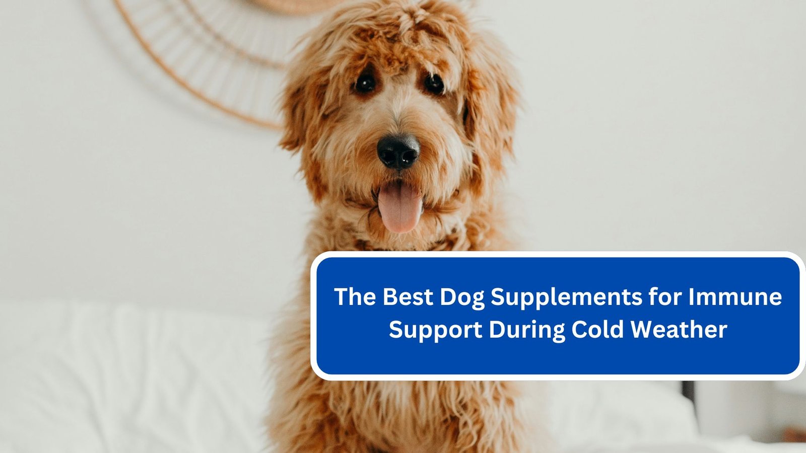 The Best Dog Supplements for Immune Support During Cold Weather