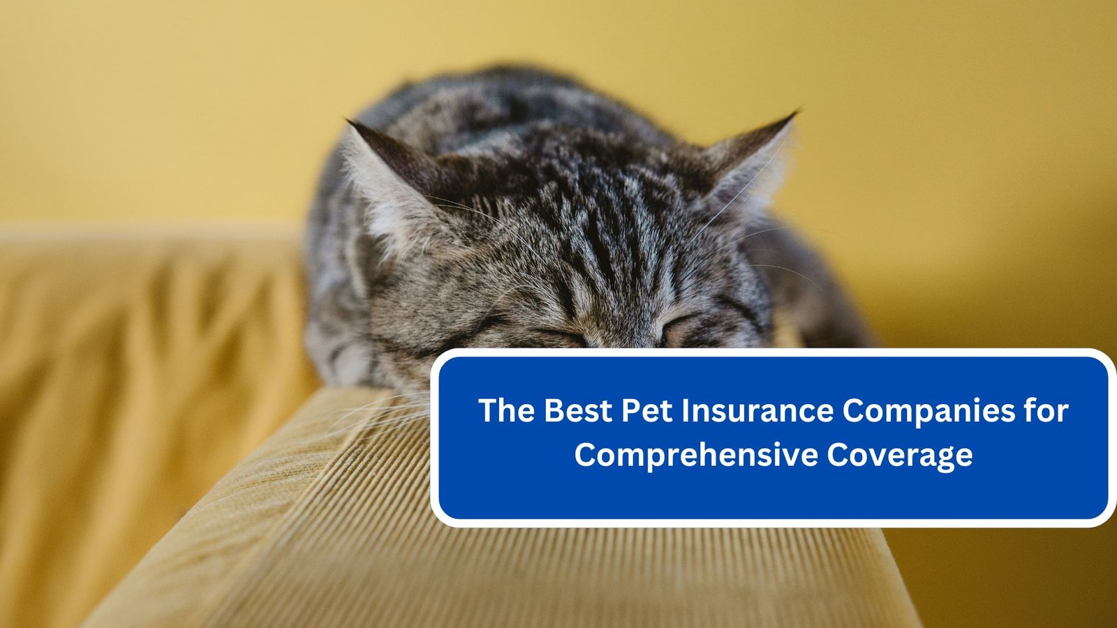 The Best Pet Insurance Companies for Comprehensive Coverage