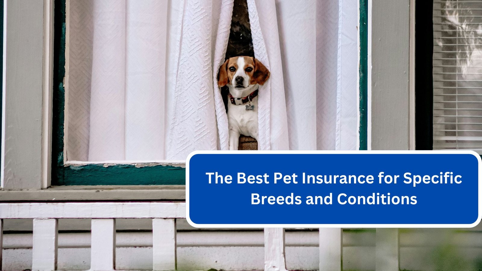 The Best Pet Insurance for Specific Breeds and Conditions