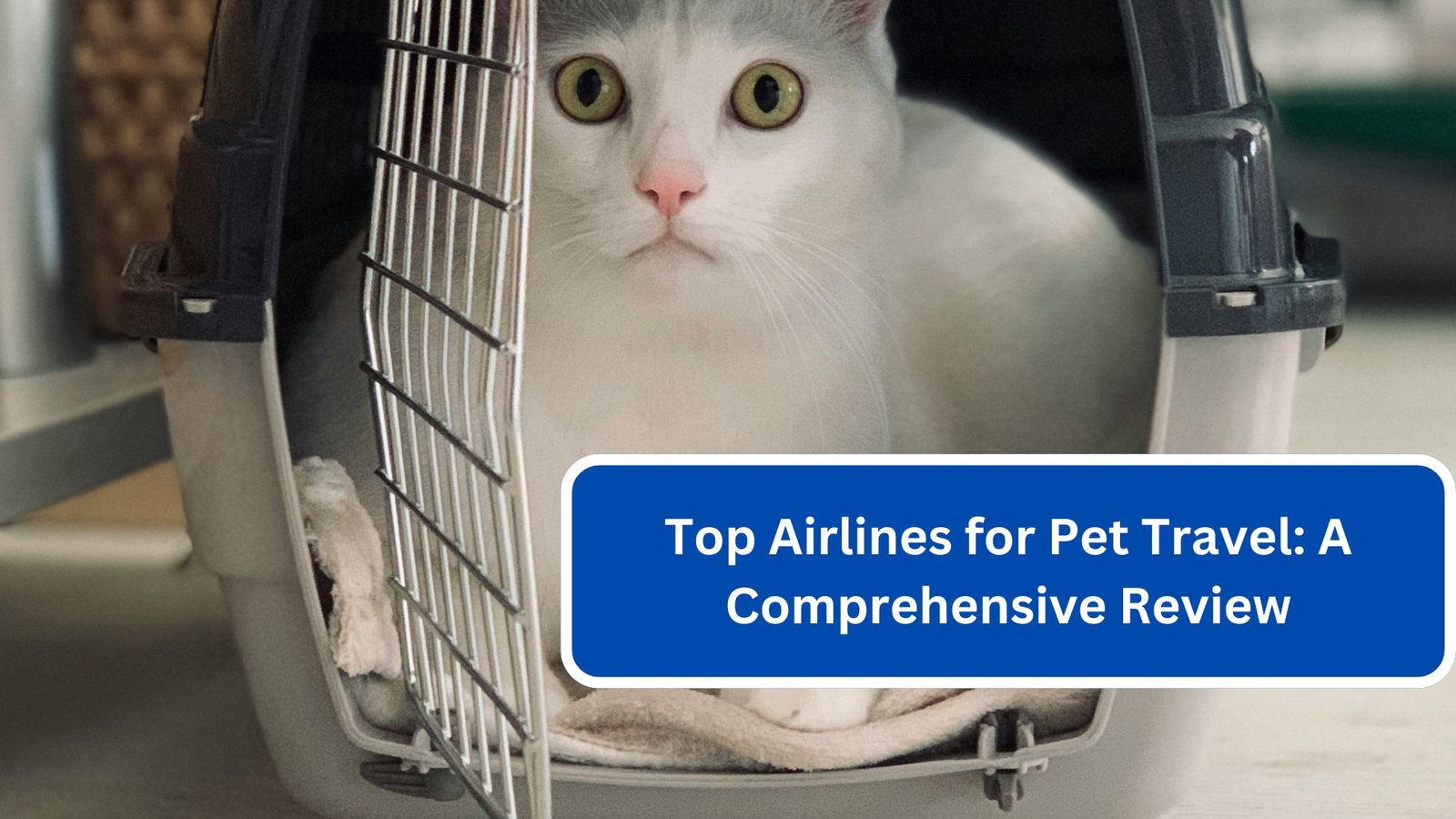 Top Airlines for Pet Travel: A Comprehensive Review