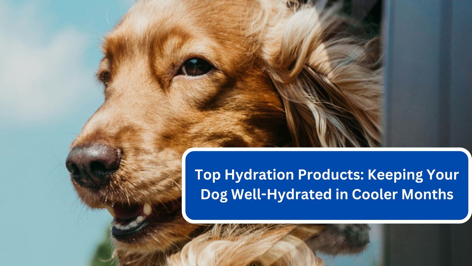 Top Hydration Products Keeping Your Dog Well-Hydrated in Cooler Months