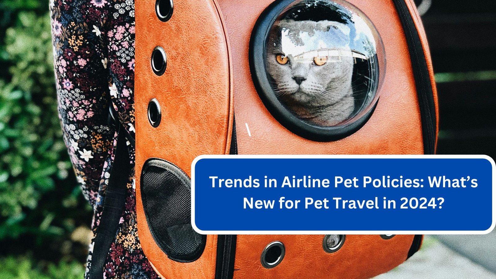 Trends in Airline Pet Policies What’s New for Pet Travel in 2024