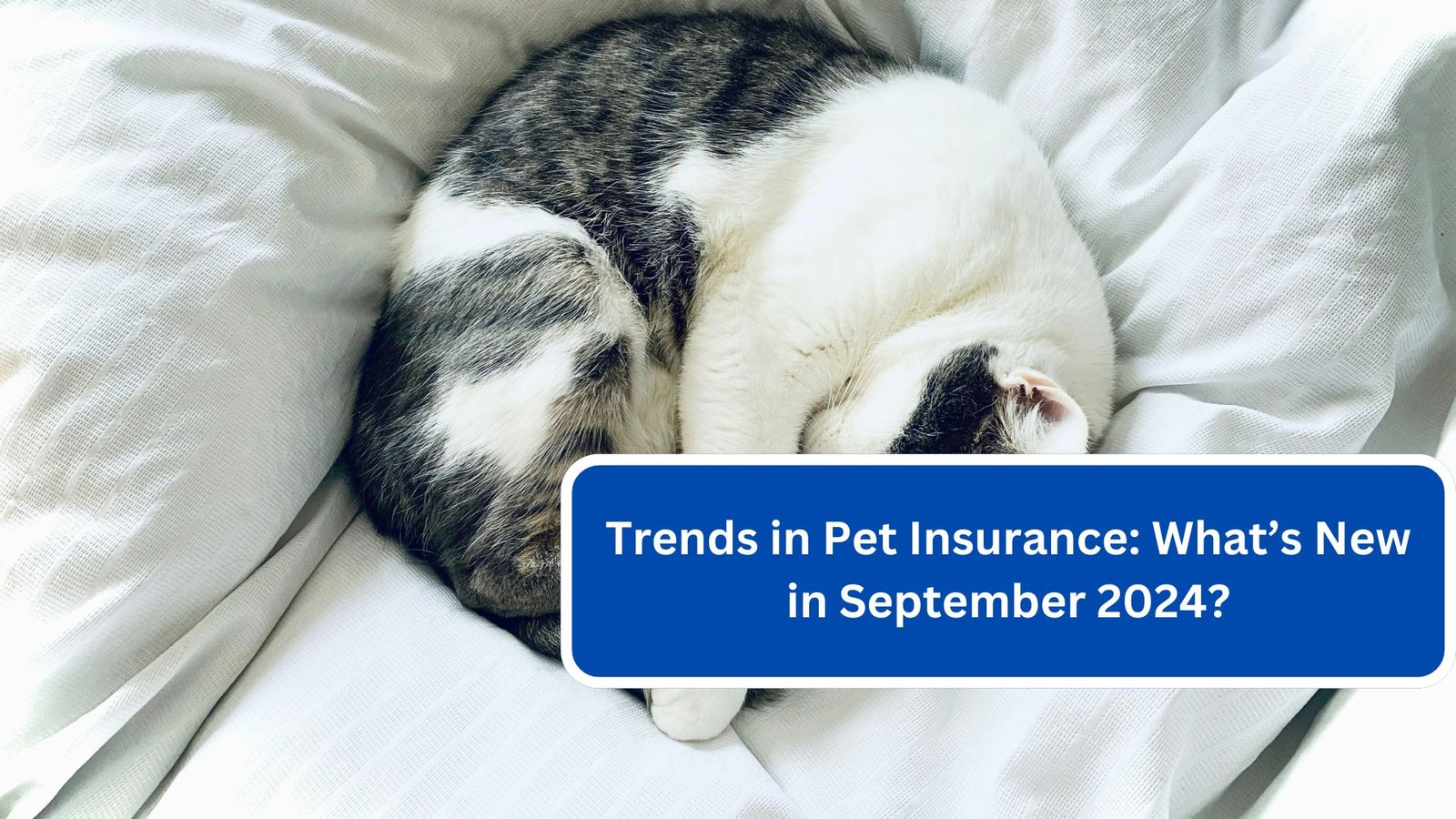 Trends in Pet Insurance What’s New in September 2024