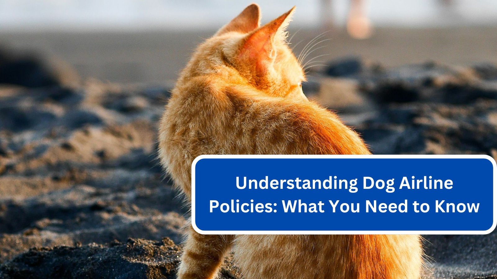 Understanding Dog Airline Policies What You Need to KnowUnderstanding Dog Airline Policies What You Need to Know