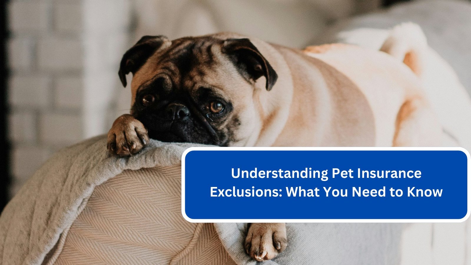 Understanding Pet Insurance Exclusions What You Need to Know